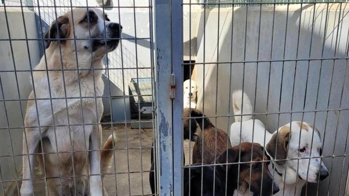 Perros abandonados en una perrera