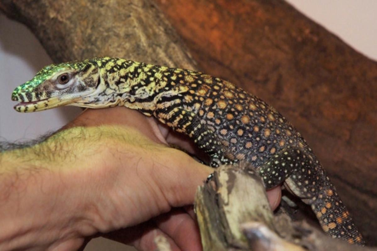 La primera cria de dragó de Komodo al Zoo de Barcelona