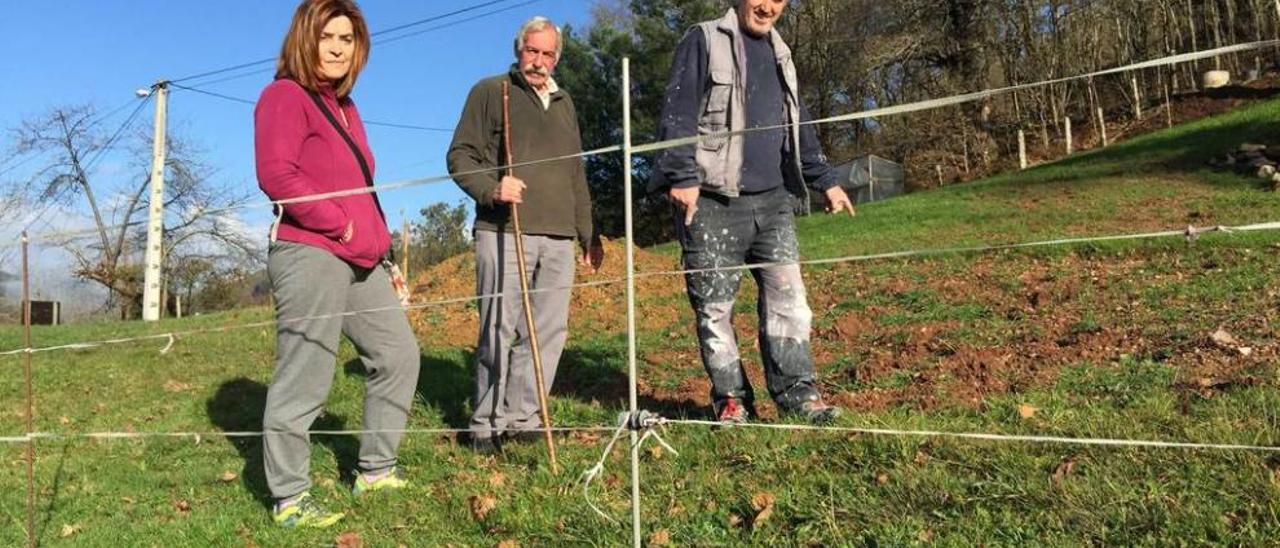 Rosa M.ª Cortina, Pipo Fernández y Macario Mateos, ayer, mostrando los daños de las vacas (en el recuadro) en la finca de este último en Llueves.