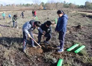 De un árbol de un niño, un bosque en la Culebra