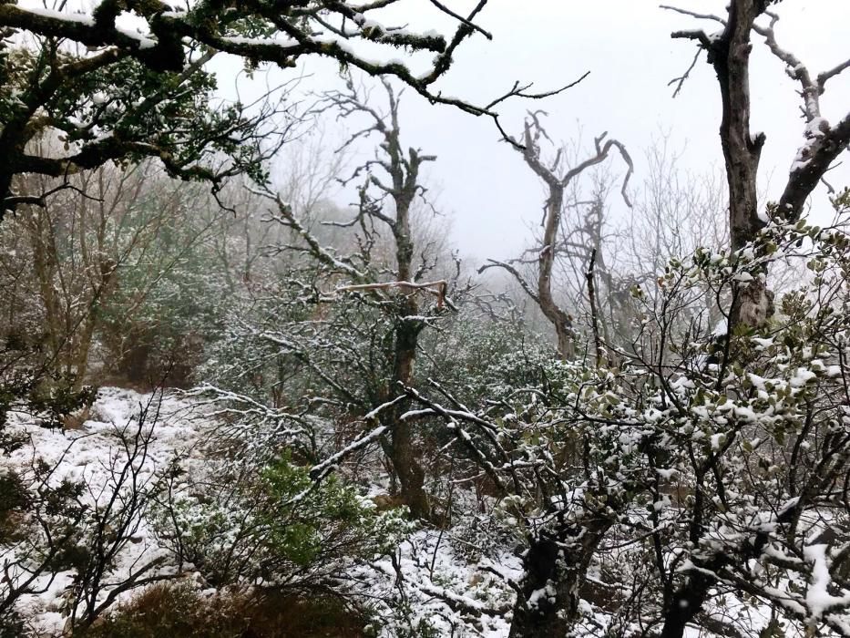 Primeros copos de nieve en la Font Roja.