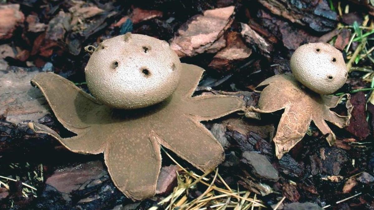 Ejemplar de 'Myriostoma coliforme'.