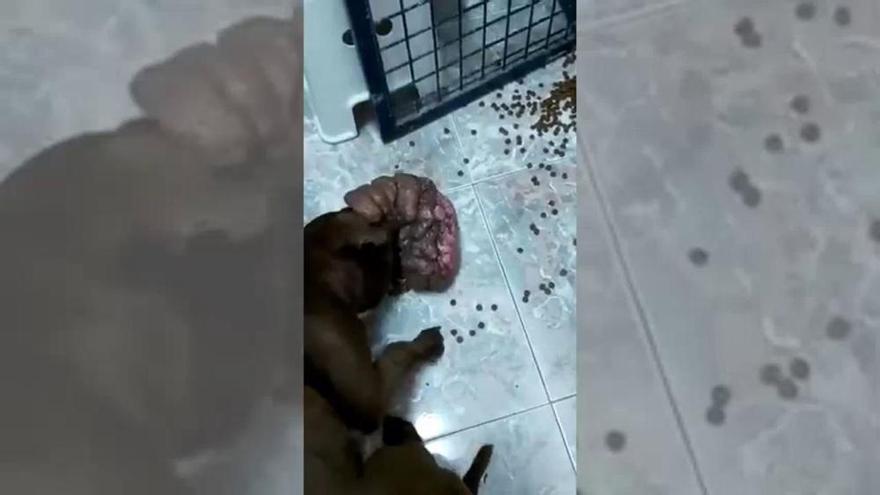 Vídeo: Muere una perrita abandonada en Gran Canaria con un gran tumor en el hocico