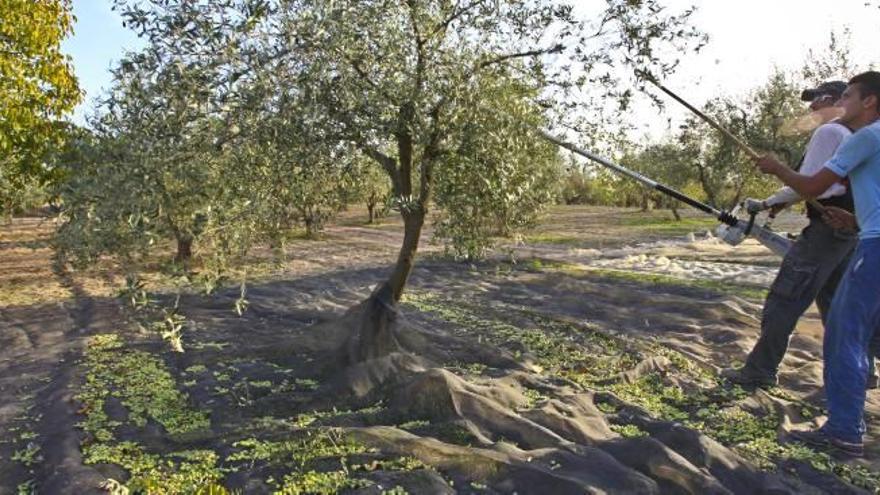 Almàssera de Millena gana el premio al mejor aceite ecológico valenciano