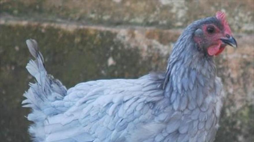 La gallina azul entra en el catálogo oficial de razas