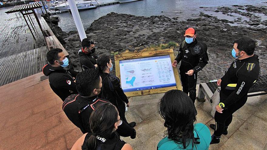 Transición Ecológica protege al tiburón solrayo