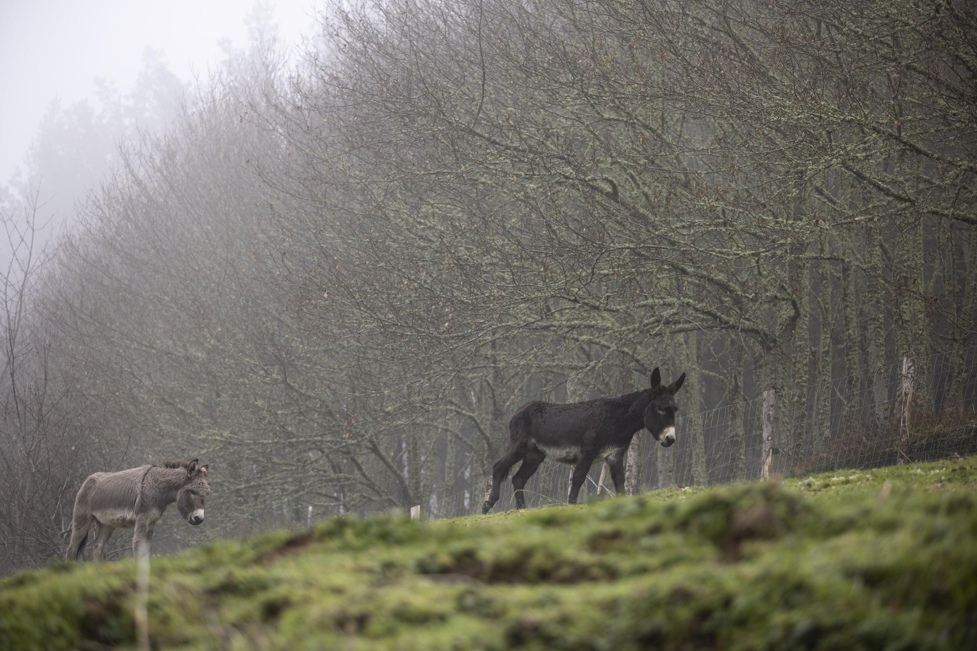 Asturianos en Pesoz