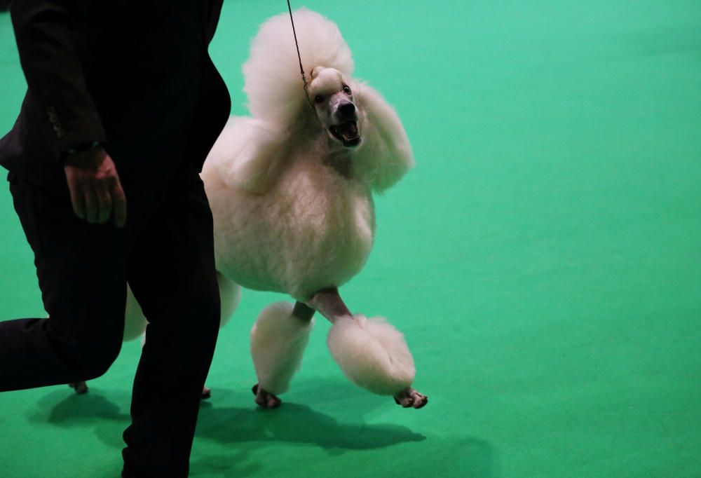 Crufts 2019: L'exhibició de gossos més gran del món