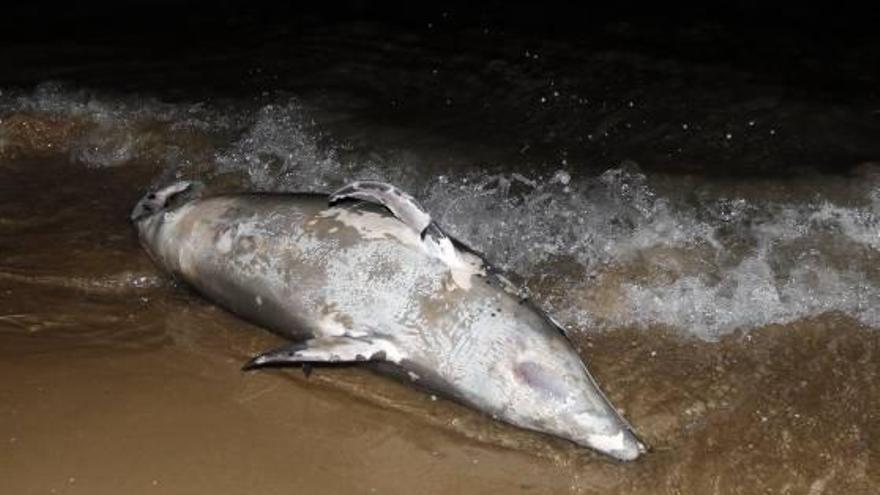 Aparece un delfín muerto en la playa del Saler