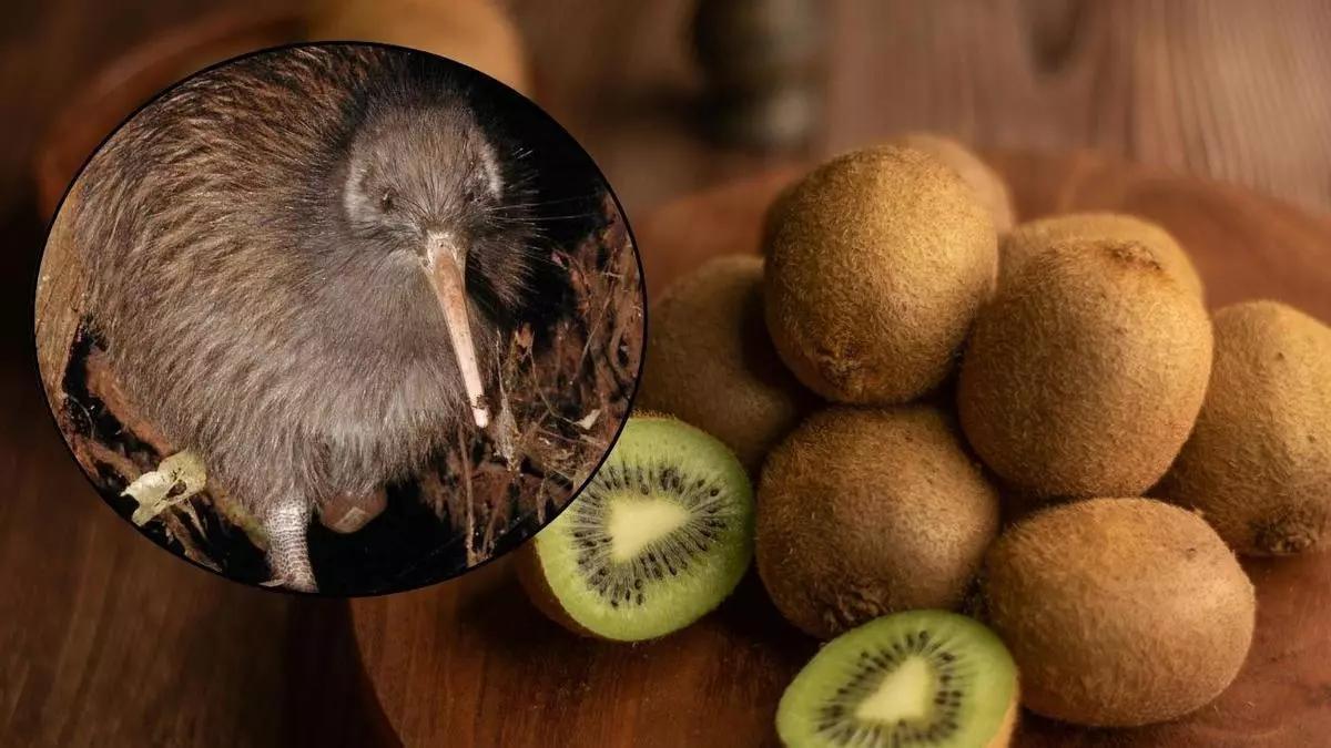 Kiwis en imagen de archivo.