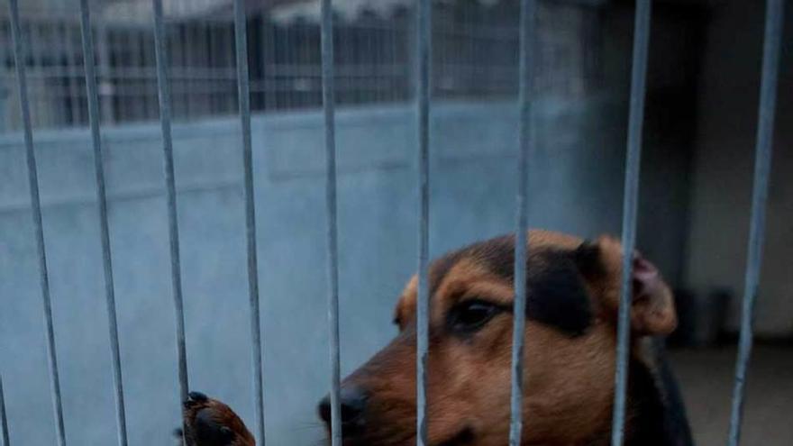 Dos animales en el albergue canino de Langreo.