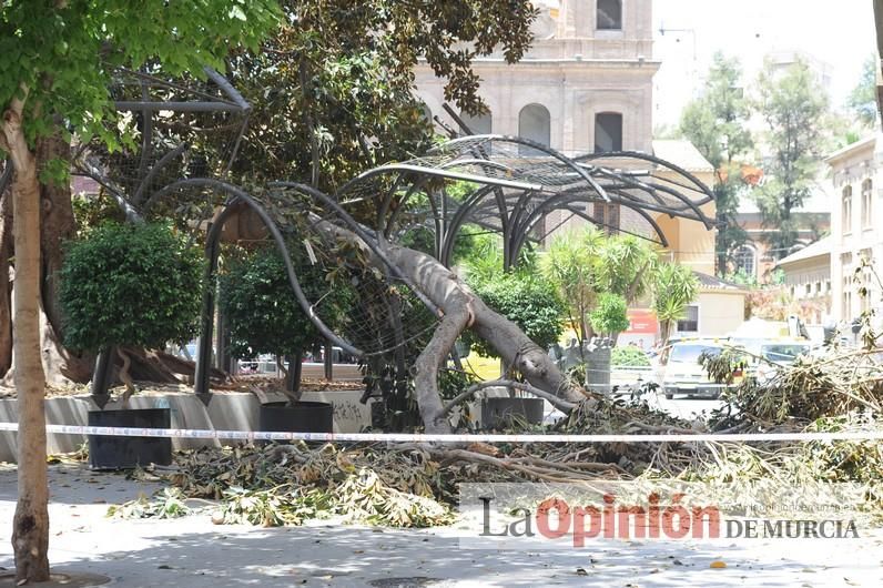 Cae parte del ficus de Santo Domingo en Murcia