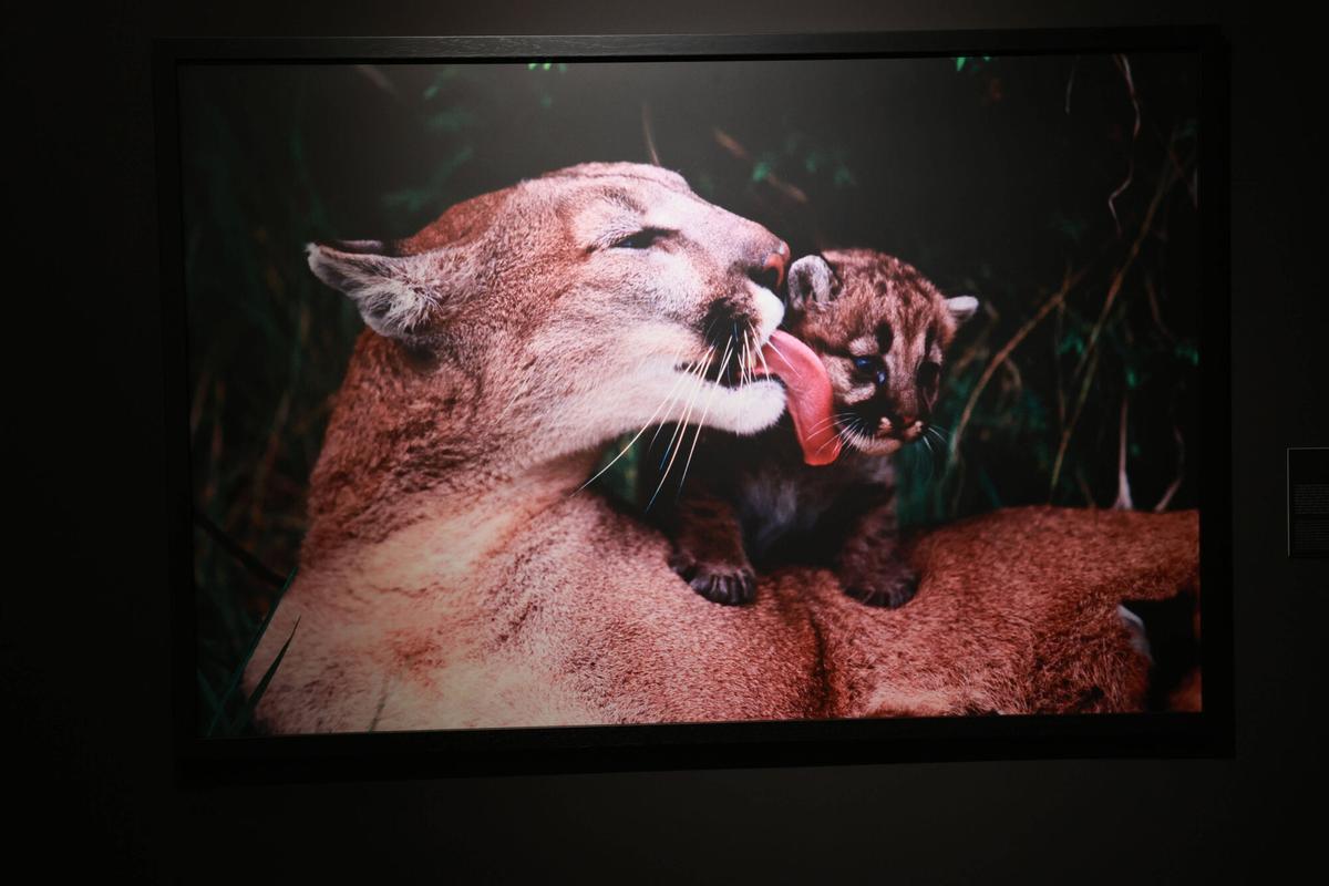 45 especies de animales exponen su maternidad  crianza