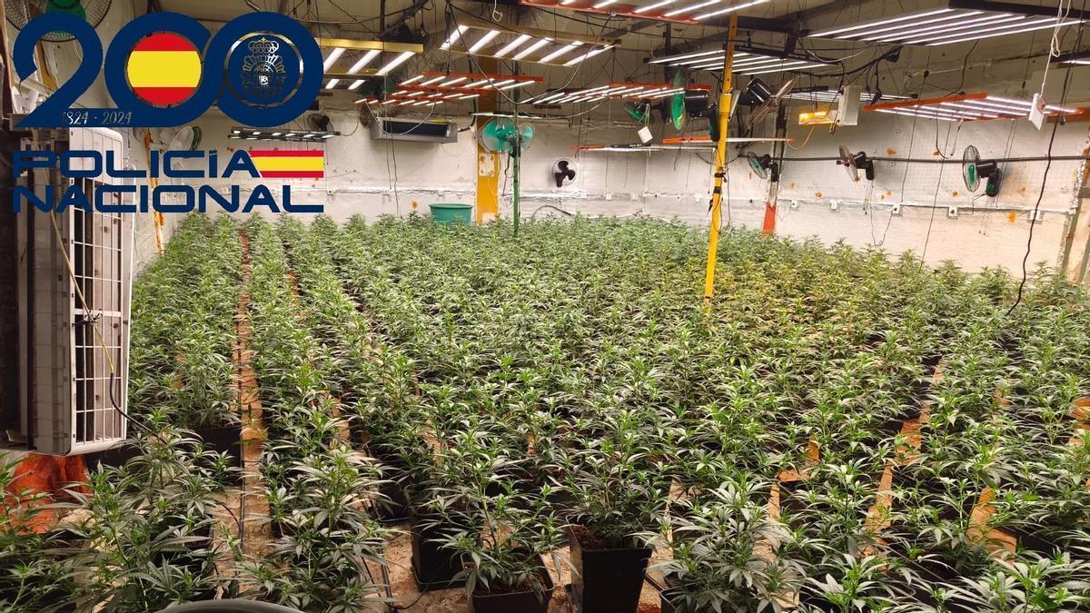 Plantación de marihuana descubierta durante la operación.