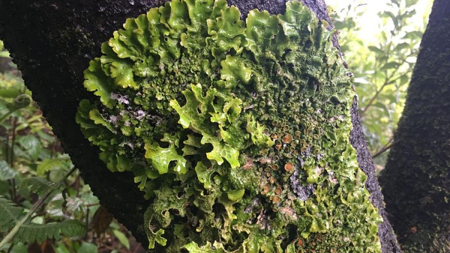 Lichens in Monteverde: A Study Highlights Their Worrisome Decline in Tenerife