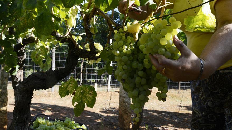 Espanya, França i Itàlia analitzen mesures conjuntes per garantir el futur del sector del vi