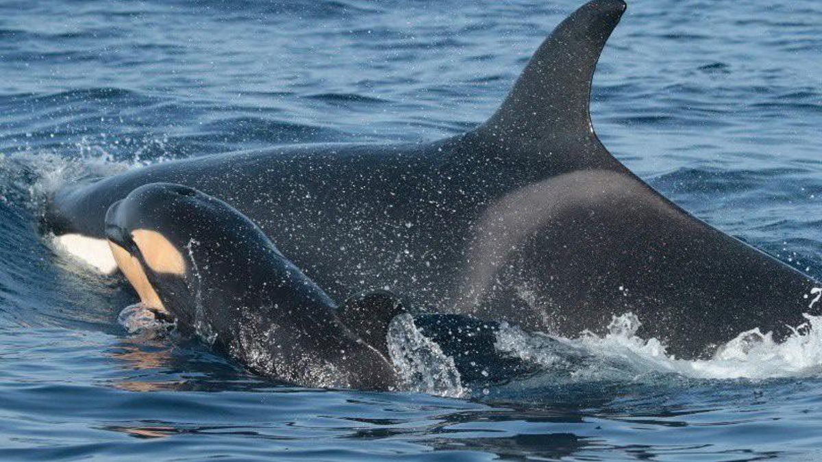 Las orcas redujeron el año pasado sus encuentros con barcos en el Estrecho