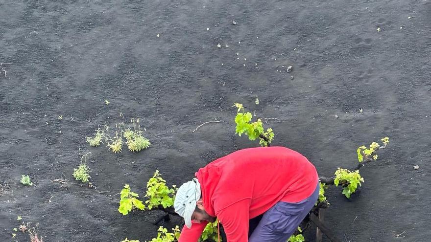 Jaime, de Historia a Vitivinicultura: el joven que revitaliza el sector del vino en Lanzarote