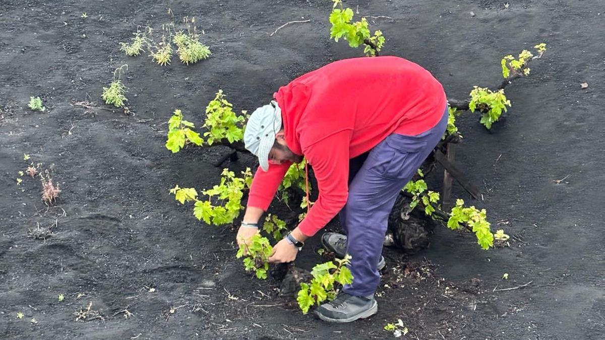 el joven que revitaliza el sector del vino en Lanzarote