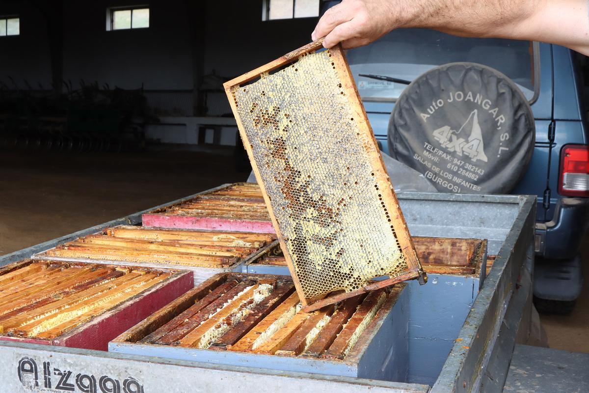 Un apicultor traslada paneles de abejas en un remolque.