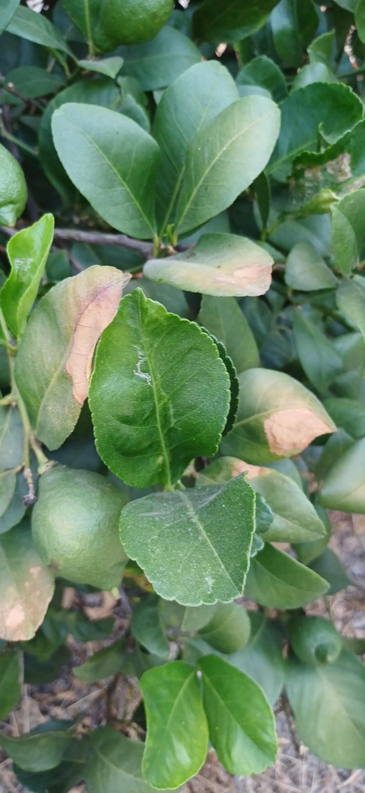 Hojas de limonero quemadas como consecuencia del calor.