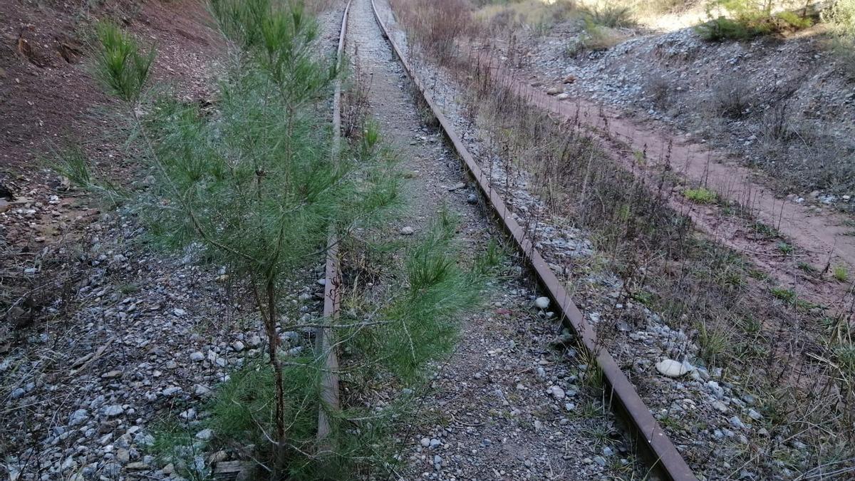 La via encara es conserva força bé, però alguns arbres ja se l’han començat a fer seva