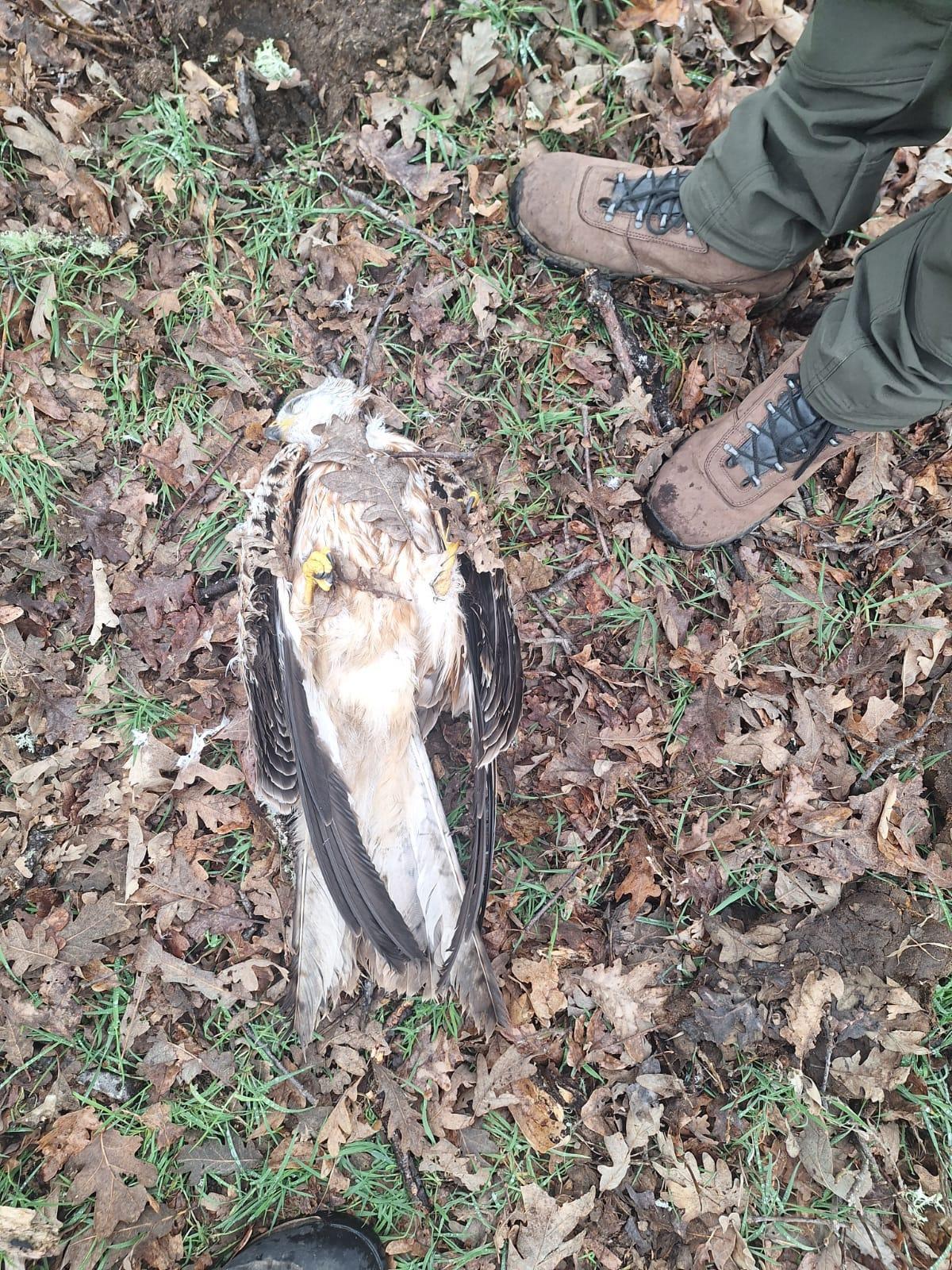 Un milano muerto presuntamente por envenamiento en el término de Asturianos