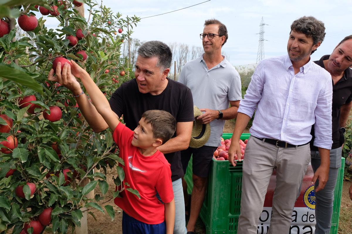 L’escriptor i periodista Martí Gironell, collint la primera poma
