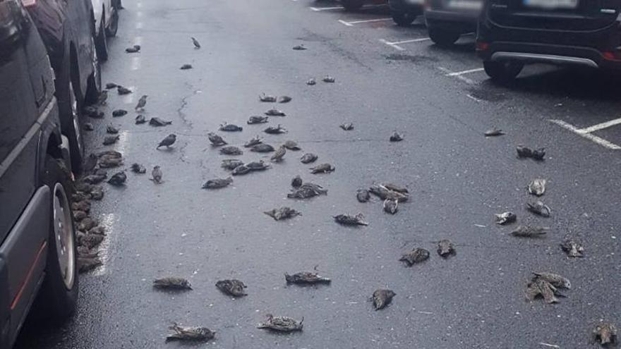 El vídeo de los 150 estorninos que mueren en pleno vuelo y se precipitan sobre una calle de Ferrol