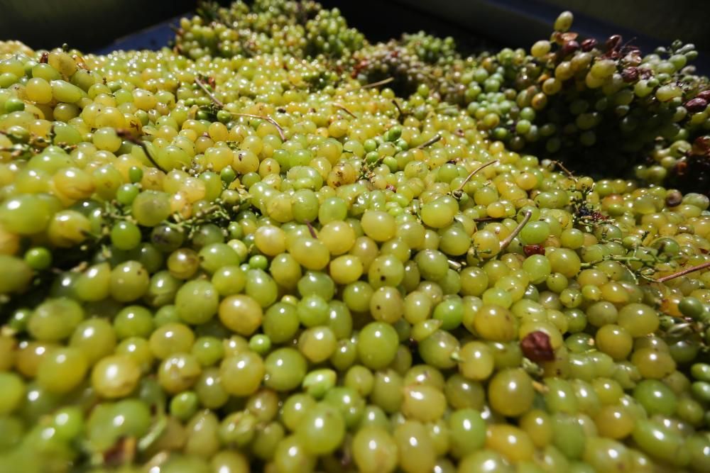 Termina la recolección de uva para el vino blanco