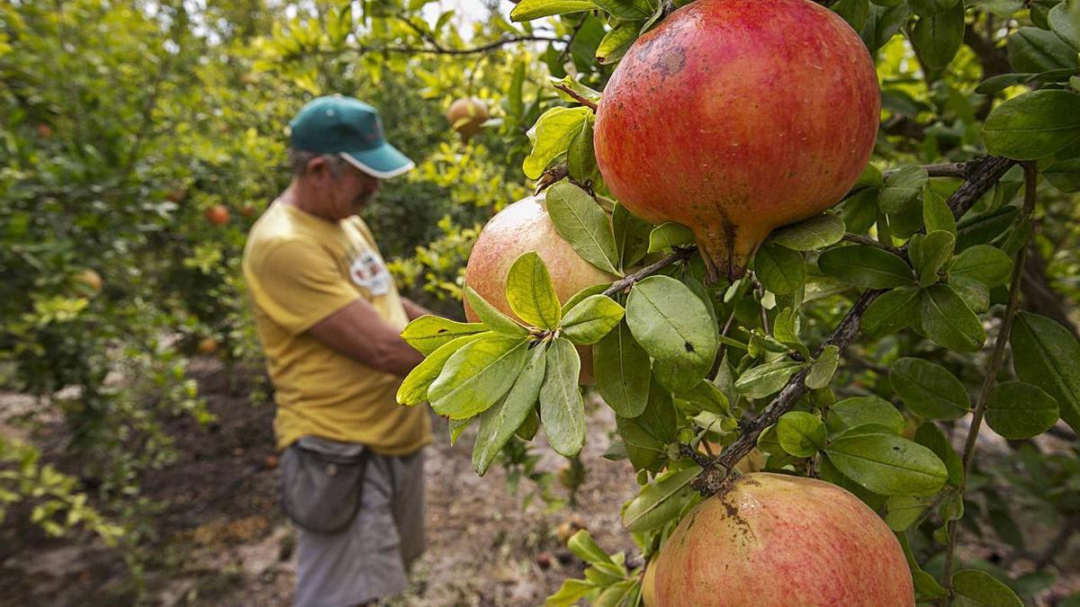 GRANADO, MEJOR ADAPTADO AL CAMBIO CLIMÁTICO. El granado es uno de los cultivos que mejor se adapta a la escasez de agua y sobre todo a su cada vez mayor salinidad en su territorio natural: Baix Vinalopó y Vega Baja lideran con 3.400 hectáreas la producción en España.