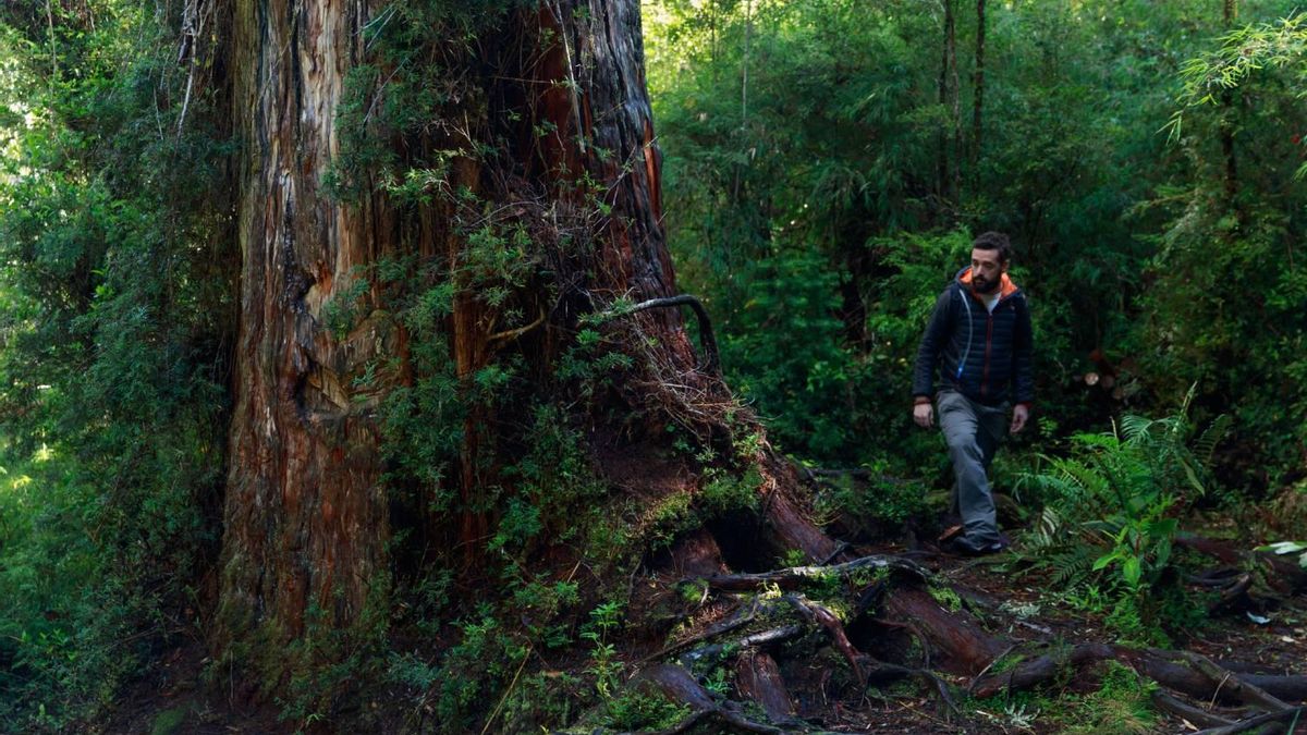 Por Chile en busca del alerce, el árbol más longevo del mundo