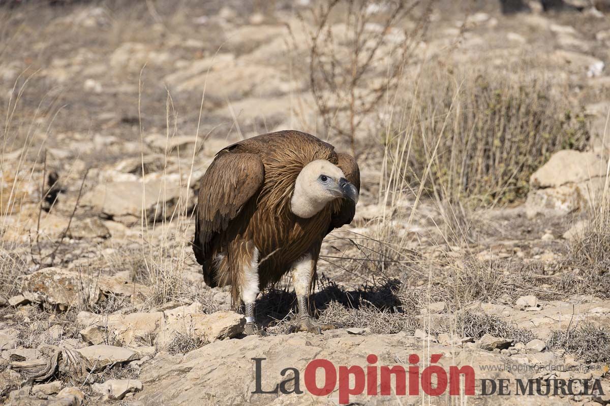 Suelta de dos buitres leonados en la Sierra de Mojantes en Caravaca