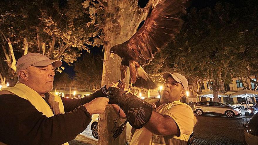 Làsers, sons d’alarma, falcons, trampes i petards per fer fora els estornells