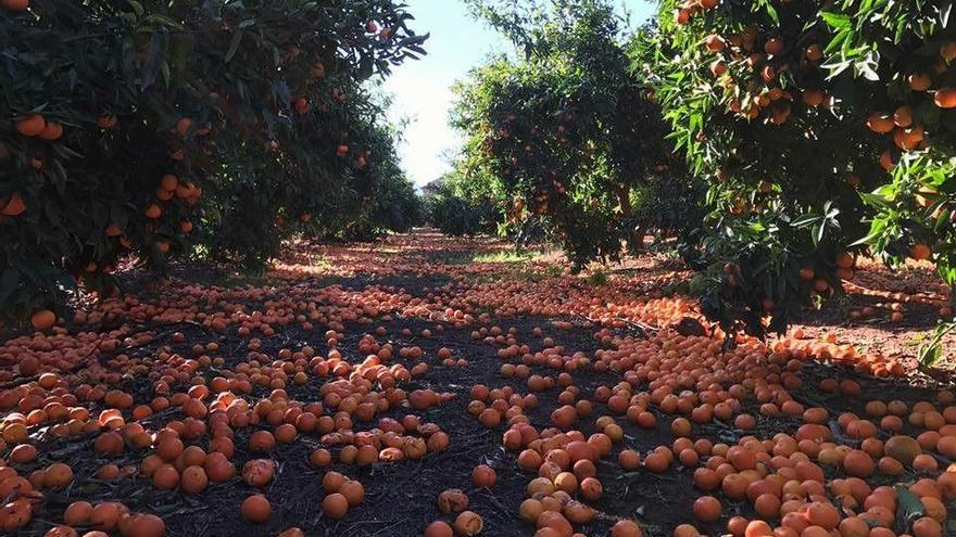 Agricultores de Nules regalarán cítricos para denunciar la crisis del sector