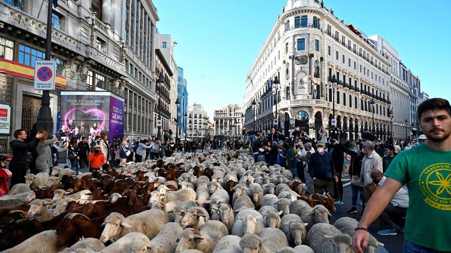 Las ovejas toman las calles de Madrid en la Fiesta de la Trashumancia