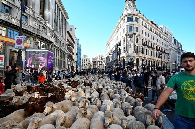 Las ovejas toman las calles de Madrid en la Fiesta de la Trashumancia