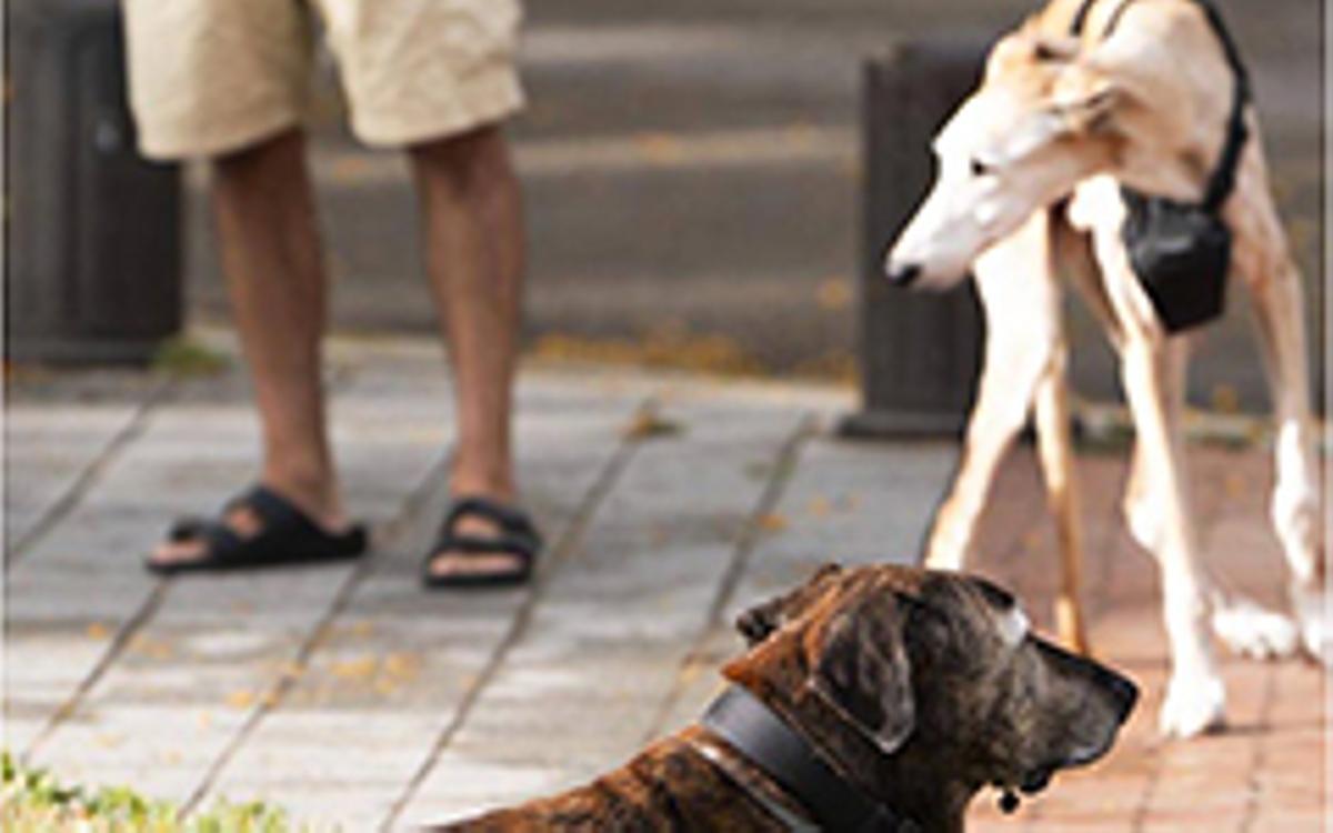 Zona on es permet portar gossos solts, a l’avinguda del Bogatell.Gossos solts en una zona d’ús compartit a Barcelona, on es permet desencadenar les mascotes. | FERRAN NADEU