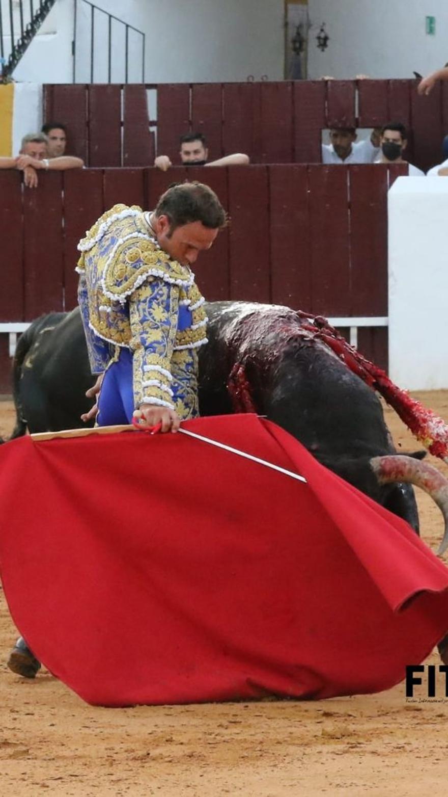 Triunfal regreso de los toros a Olivenza