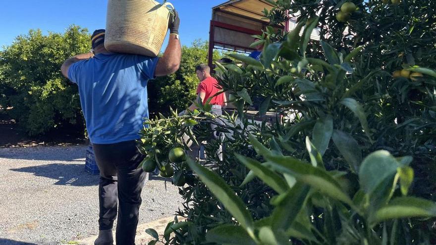 Las primeras nuletas, listas para ser un balón de oxígeno para el sector citrícola