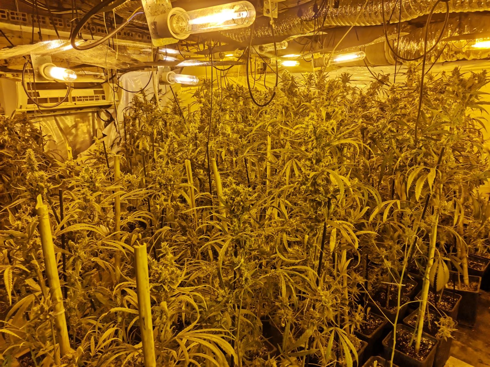 Troben un cultiu de més de 600 plantes de marihuana en l'annex d'una casa a Vilabertran