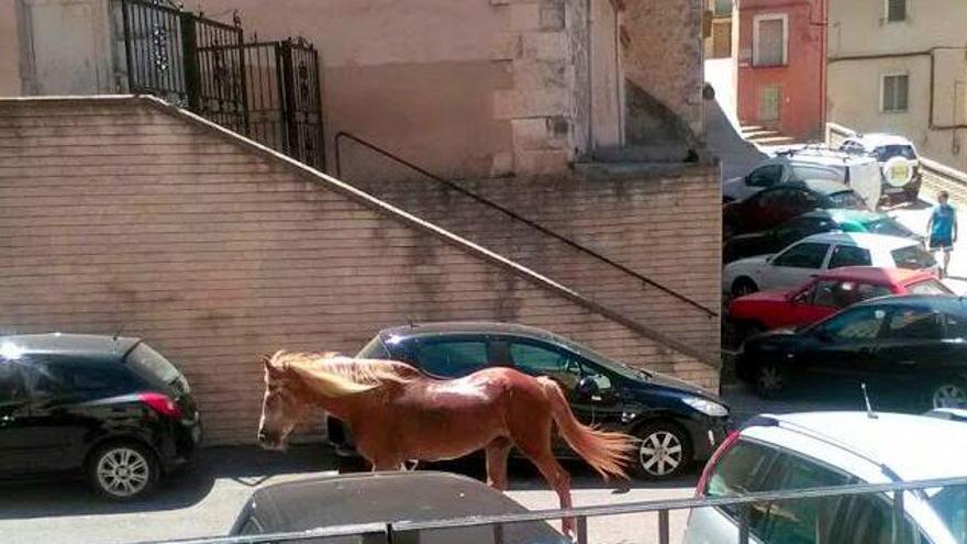 La Policía Local captura un caballo que se había escapado en Bocairent