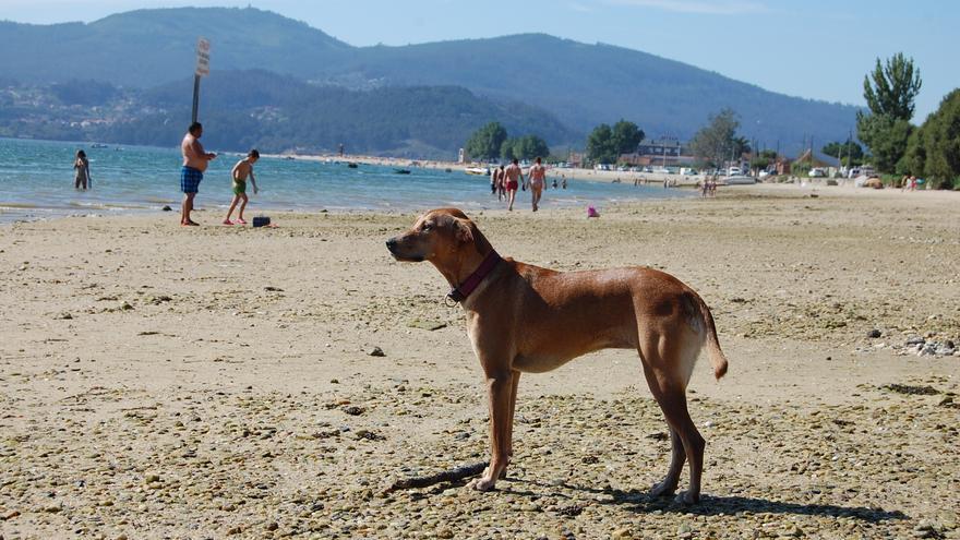Playas caninas en Galicia: Apenas una decena de arenales para ir con perros