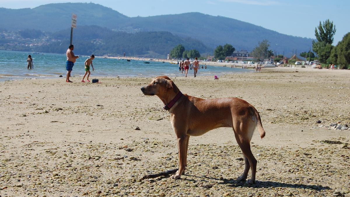 Perros en la playa de Cesantes (Redondela).