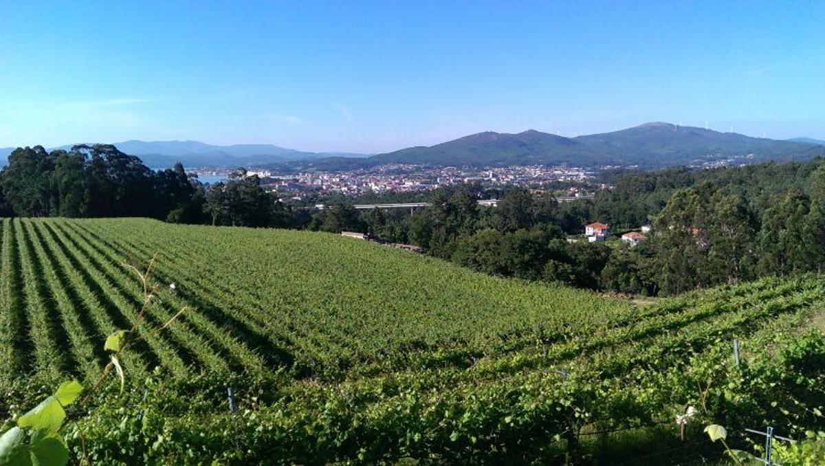 Viñedos de Terra de Lantaño en Santa Mariña (Vilagarcía)