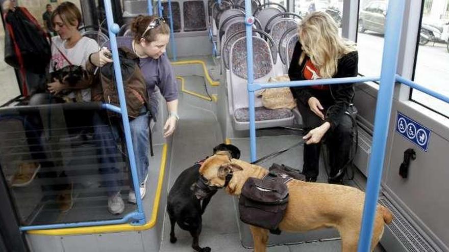 Dos perros en un autobús público.