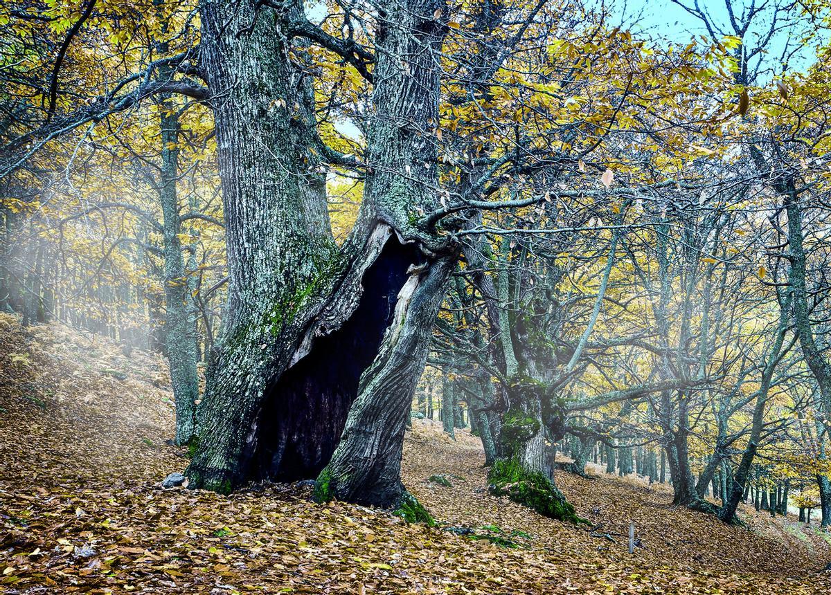 El Castañar del Tiemblo