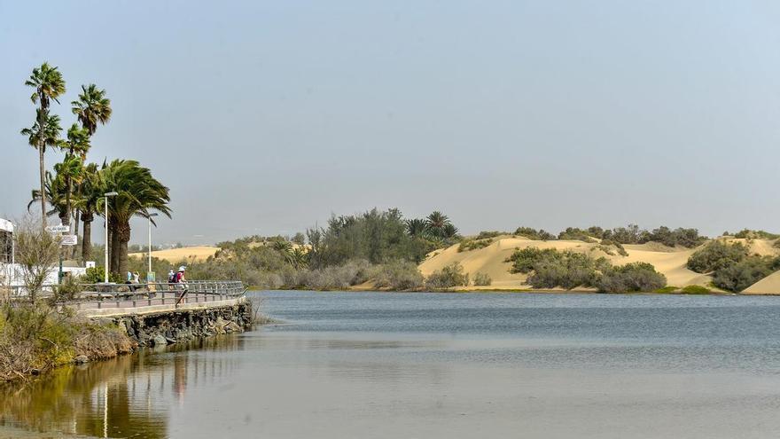 Un ecosistema cambiante: la borrasca Therese transforma la vida en la Charca de Maspalomas
