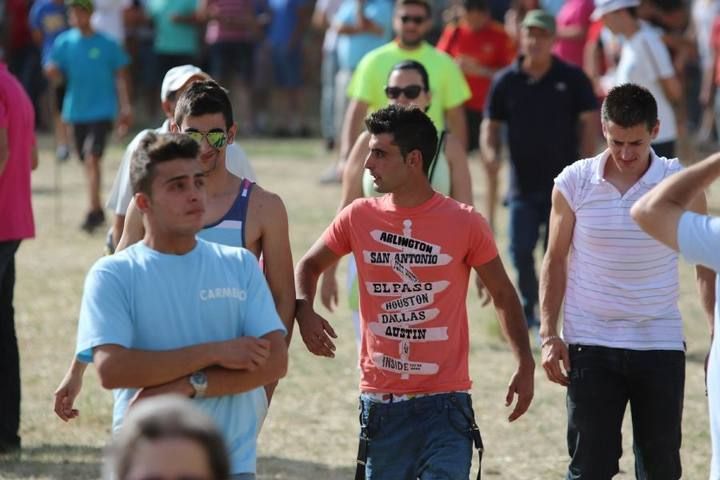 Suelta de vaquillas en las fiestas de La Visitación en Fuentesaúco