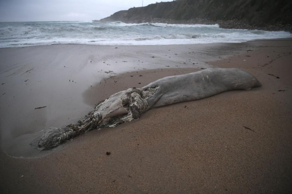El cadáver del cetáceo fue avistado sobre las 16.30 horas ya en estado de descomposición.